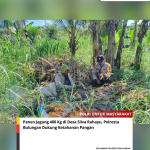 Panen Jagung 400 Kg di Desa Silva Rahayu, Polresta Bulungan Dukung Ketahanan Pangan 3