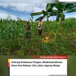 Dukung Program Ketahanan Pangan, Bhabinkamtibmas Desa Silva Rahayu Cek Lahan Jagung Warga WhatsApp Image 2026-02-06 at 14.37.55 (1)