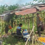 Dukung Swasembada Pangan Nasional, Bhabinkamtibmas Desa Kelubir Monitoring Perkembangan Tanaman Jagung Kelompok Tani WhatsApp Image 2026-06-14 at 14.04.46